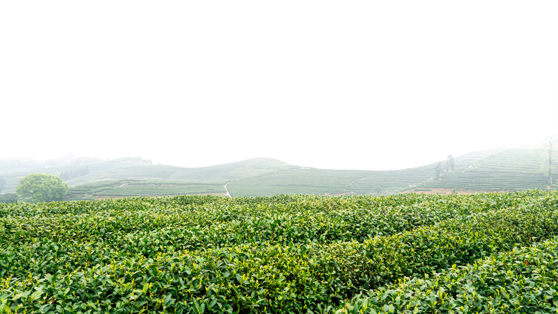 Niscolt Tea Farm Tea Farm